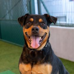 Shelter Stray Female Dog last seen , 361 S Raymond Ave, Pasadena, CA 91105, USA