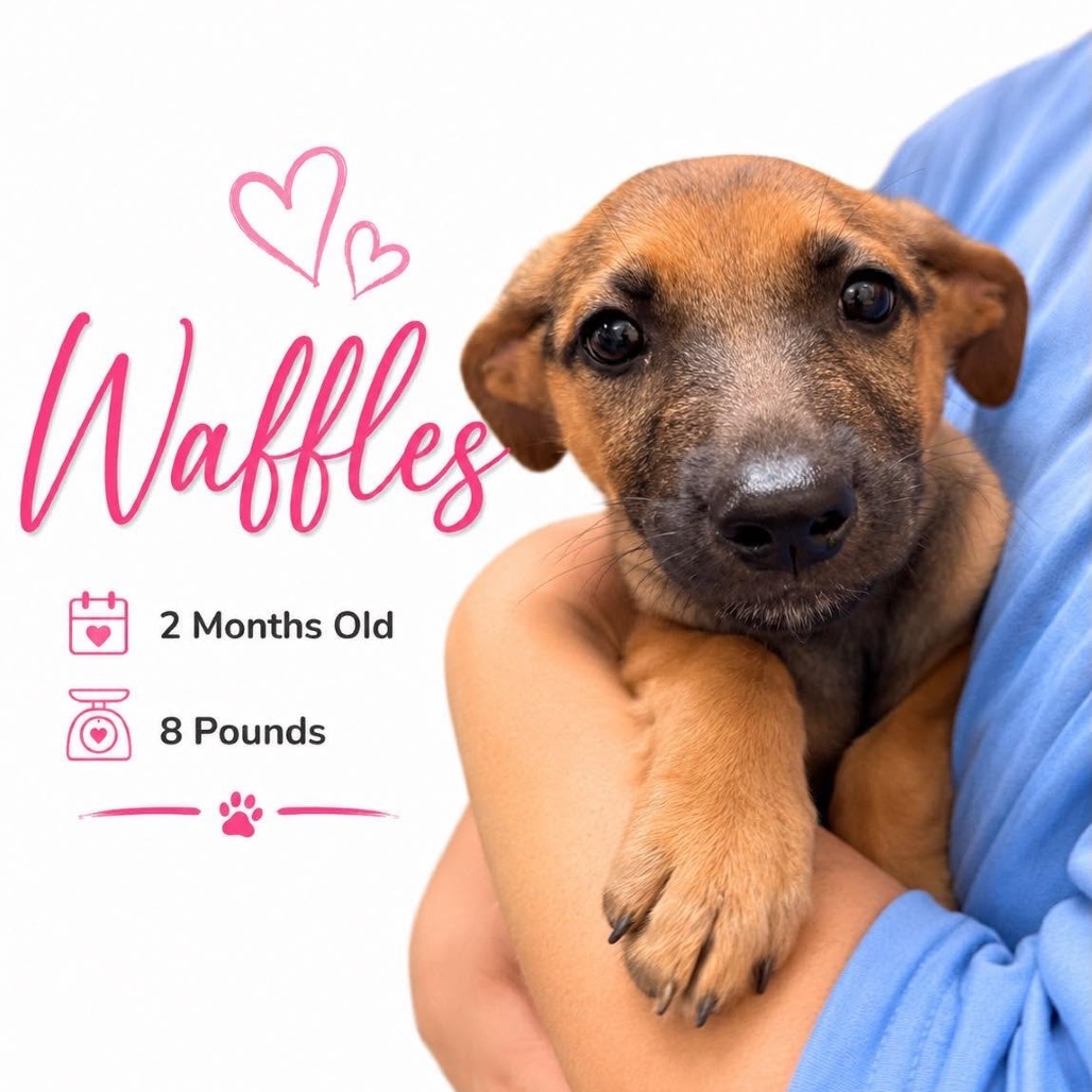 Shelter Stray Female Dog last seen , 2350 Appling City Cove, Memphis, TN 38133, USA
