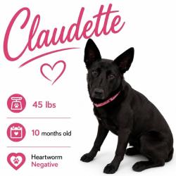 Shelter Stray Female Dog last seen , 2350 Appling City Cove, Memphis, TN 38133, USA