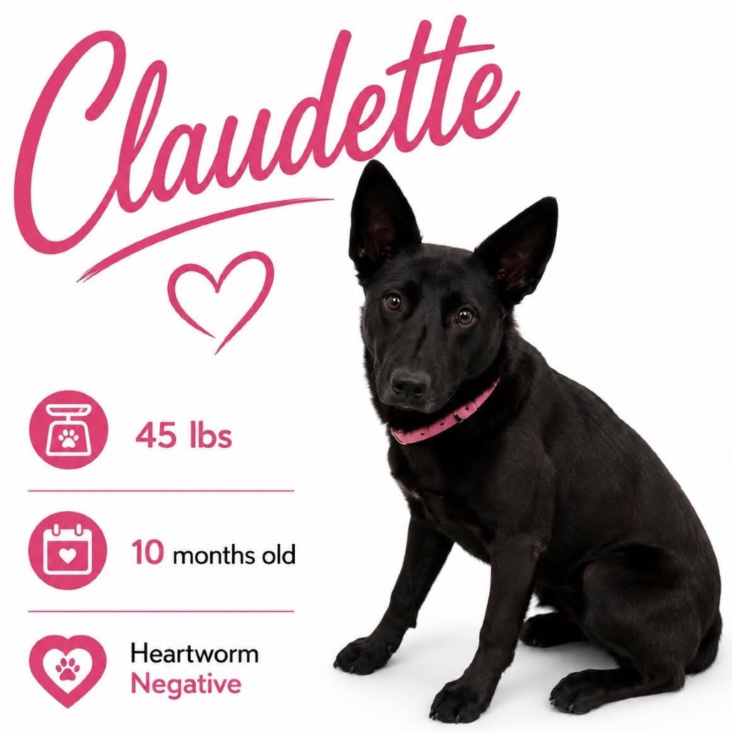 Shelter Stray Female Dog last seen , 2350 Appling City Cove, Memphis, TN 38133, USA