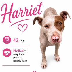 Shelter Stray Female Dog last seen , 2350 Appling City Cove, Memphis, TN 38133, USA