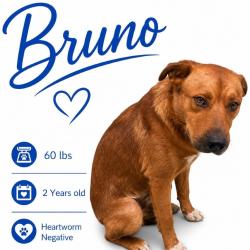 Shelter Stray Male Dog last seen , 2350 Appling City Cove, Memphis, TN 38133, USA