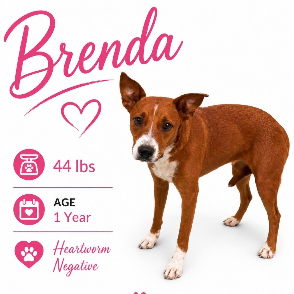 Shelter Stray Female Dog last seen , 2350 Appling City Cove, Memphis, TN 38133, USA