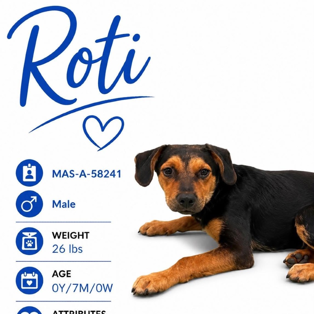 Shelter Stray Male Dog last seen , 2350 Appling City Cove, Memphis, TN 38133, USA
