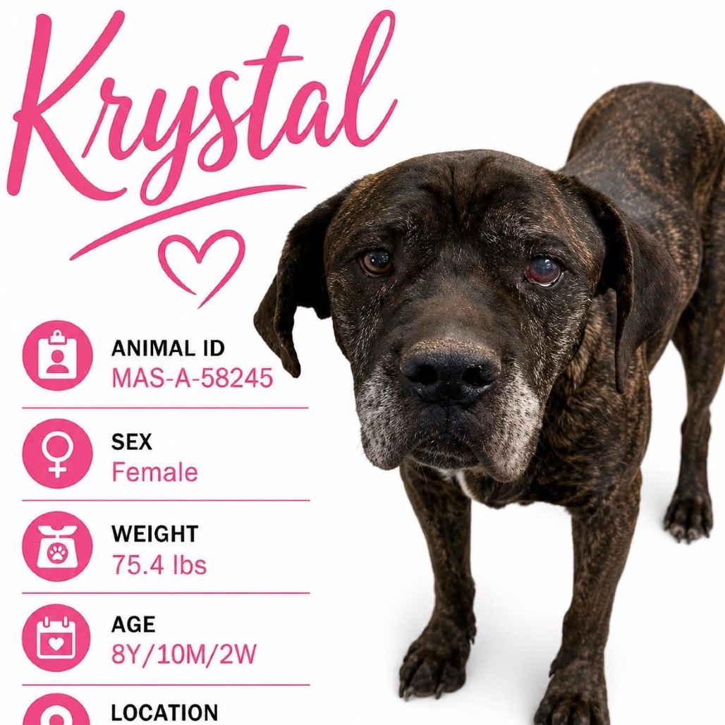 Shelter Stray Female Dog last seen , 2350 Appling City Cove, Memphis, TN 38133, USA