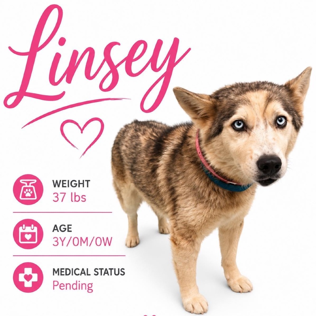 Shelter Stray Female Dog last seen , 2350 Appling City Cove, Memphis, TN 38133, USA