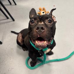 Shelter Stray Female Dog last seen , Animal Care & Control Team of Philly, 111 W Hunting Park Ave, Philadelphia, PA 19140, USA
