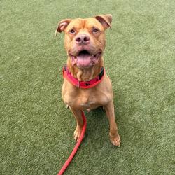 Shelter Stray Male Dog last seen , Animal Care & Control Team of Philly, 111 W Hunting Park Ave, Philadelphia, PA 19140, USA