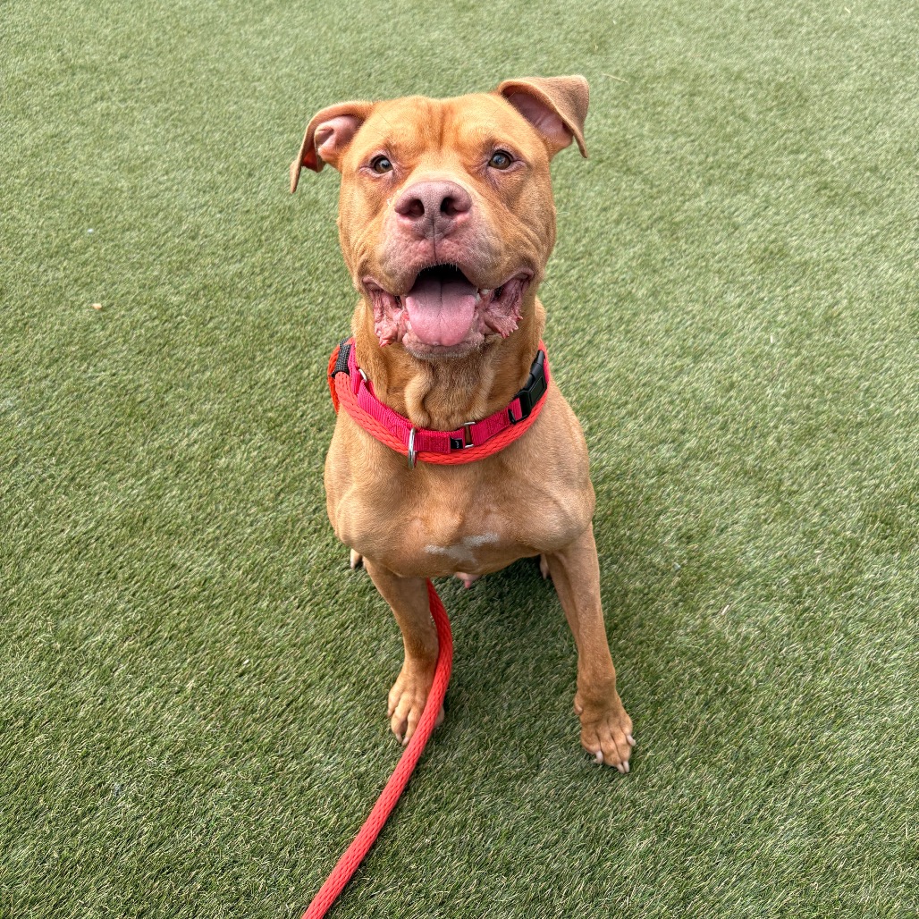 Shelter Stray Male Dog last seen , Animal Care & Control Team of Philly, 111 W Hunting Park Ave, Philadelphia, PA 19140, USA
