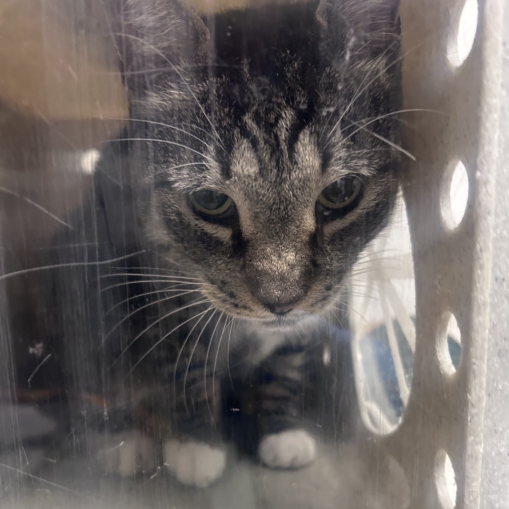 Shelter Stray Male Cat last seen , Animal Care & Control Team of Philly, 111 W Hunting Park Ave, Philadelphia, PA 19140, USA