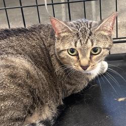Shelter Stray Female Cat last seen , Animal Care & Control Team of Philly, 111 W Hunting Park Ave, Philadelphia, PA 19140, USA