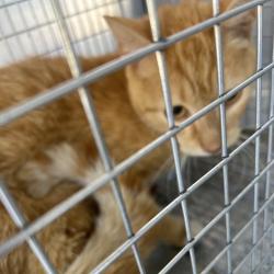 Shelter Stray Male Cat last seen , 980 Guilford College Rd, Greensboro, NC 27409, USA