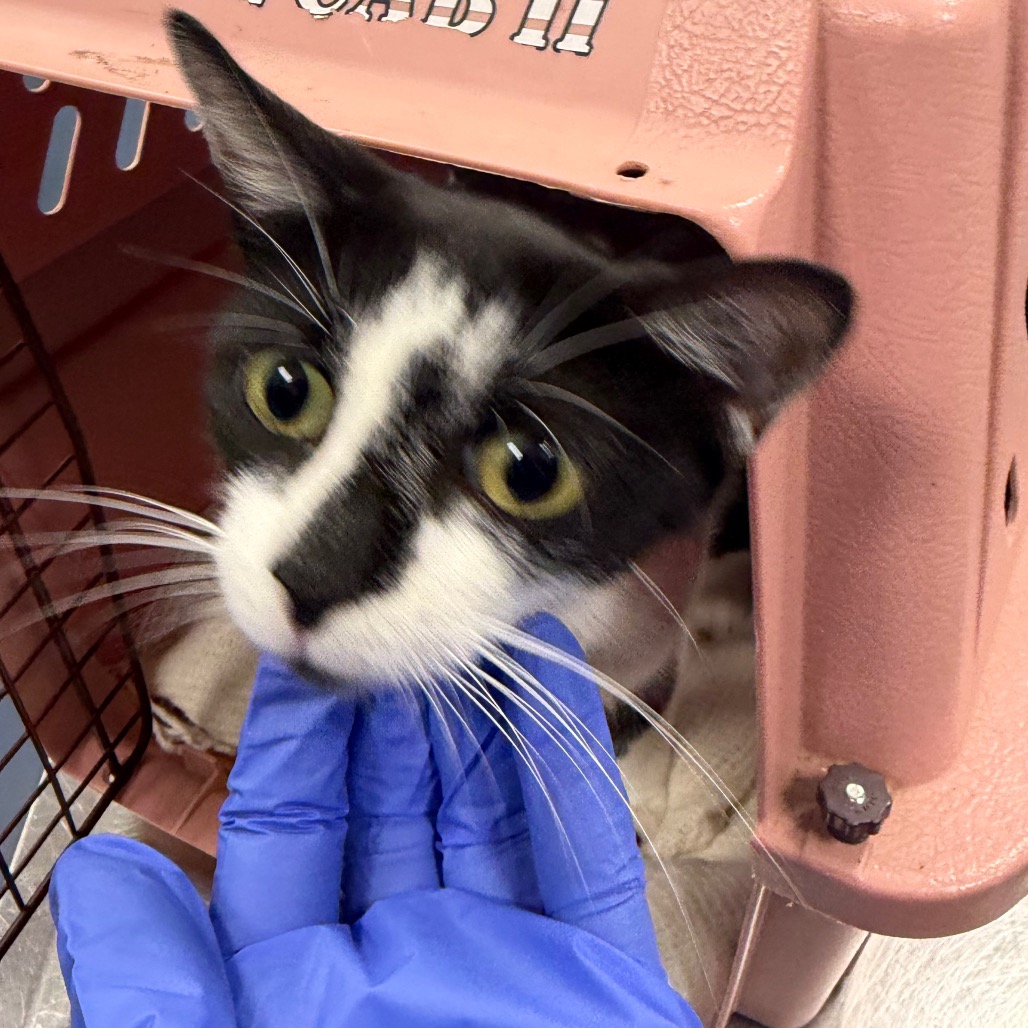 Shelter Stray Female Cat last seen , 980 Guilford College Rd, Greensboro, NC 27409, USA