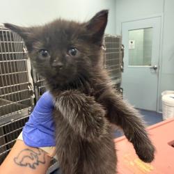 Shelter Stray Male Cat last seen , 980 Guilford College Rd, Greensboro, NC 27409, USA