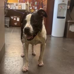 Shelter Stray Female Dog last seen , 3428 S Jenkins Ave, Norman, OK 73072, USA