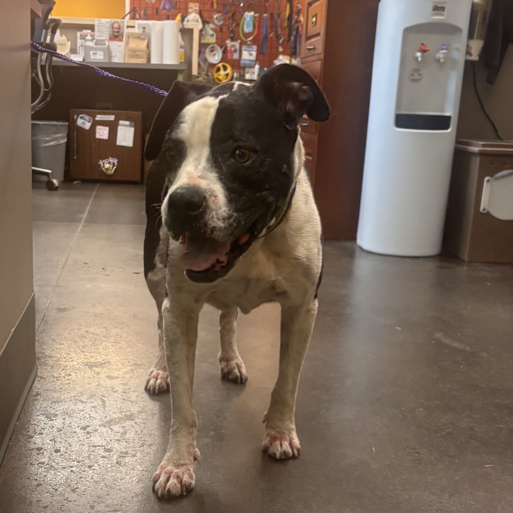 Shelter Stray Female Dog last seen , 3428 S Jenkins Ave, Norman, OK 73072, USA