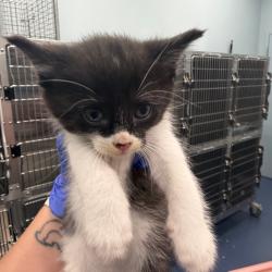 Shelter Stray Female Cat last seen , 980 Guilford College Rd, Greensboro, NC 27409, USA