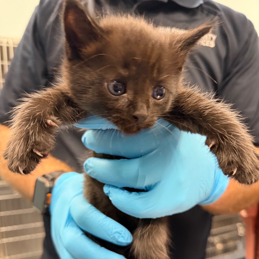 Shelter Stray Male Cat last seen , 980 Guilford College Rd, Greensboro, NC 27409, USA