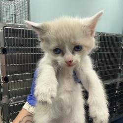 Shelter Stray Female Cat last seen , 980 Guilford College Rd, Greensboro, NC 27409, USA