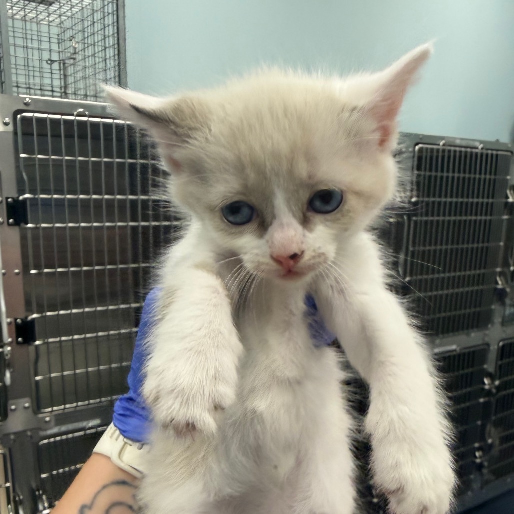 Shelter Stray Female Cat last seen , 980 Guilford College Rd, Greensboro, NC 27409, USA