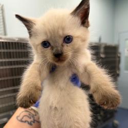 Shelter Stray Female Cat last seen , 980 Guilford College Rd, Greensboro, NC 27409, USA