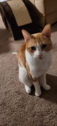 Reunited Female Cat last seen Hebron Street and Hall Street Smokey Ridge apmts Smokey Ridge Lane, Hendersonville, NC 28739
