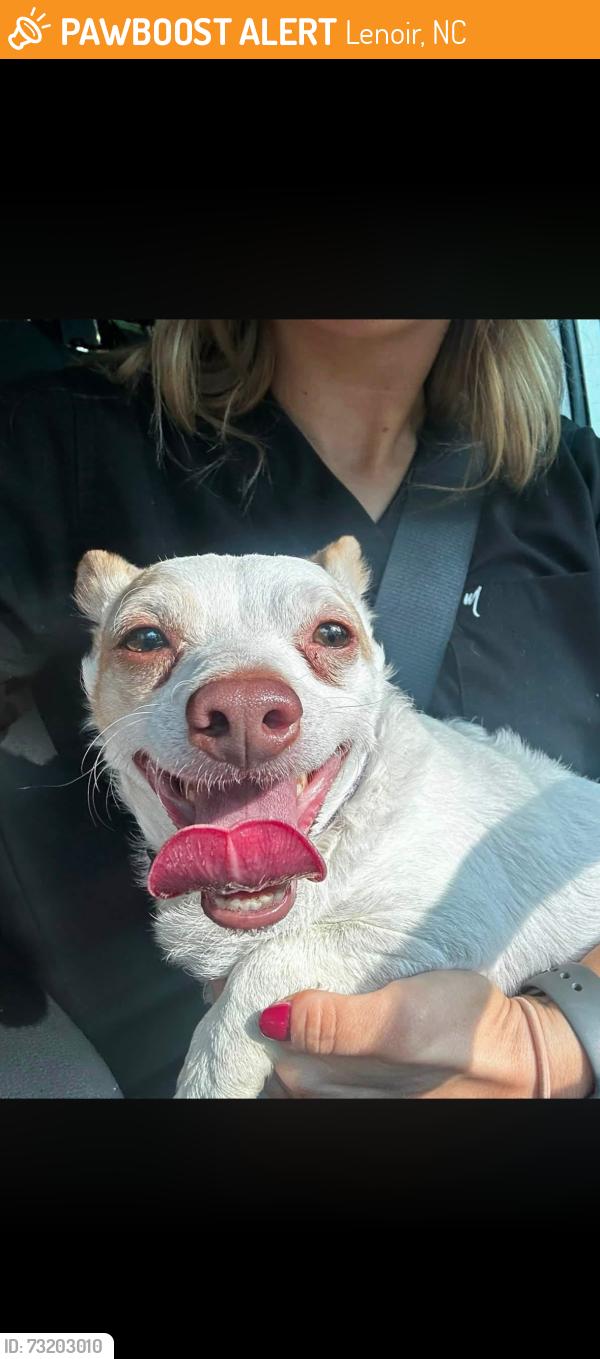 Found/Stray Male Dog last seen Courthouse, Lenoir, NC 28645