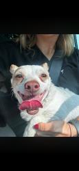 Found/Stray Male Dog last seen Courthouse, Lenoir, NC 28645