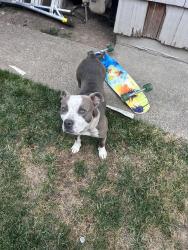 Lost Female Dog last seen Portland rd, Salem, OR 97301