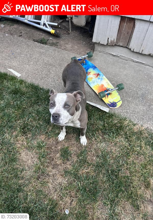 Lost Female Dog last seen Portland rd, Salem, OR 97301
