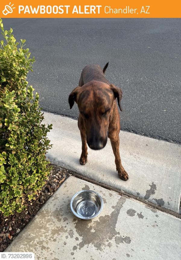 Found/Stray Male Dog last seen Priest and Kent Drive, Chandler, AZ 85226