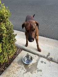 Found/Stray Male Dog last seen Priest and Kent Drive, Chandler, AZ 85226