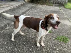 Found/Stray Male Dog last seen Raines st, Pensacola, FL 32514