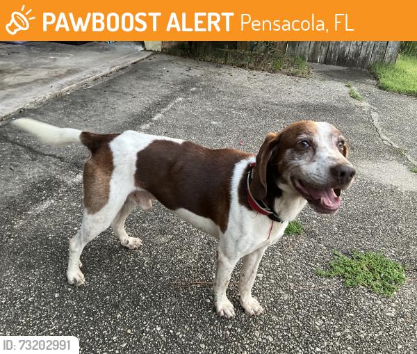 Found/Stray Male Dog last seen Raines st, Pensacola, FL 32514