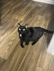 Lost Female Cat last seen Hadrian dr Snellville ga, Snellville, GA 30078