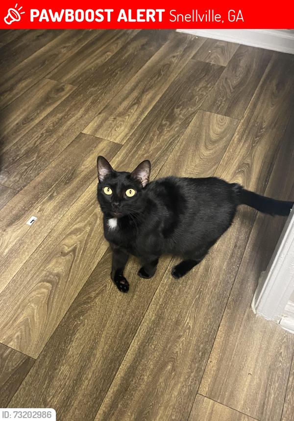 Lost Female Cat last seen Hadrian dr Snellville ga, Snellville, GA 30078