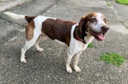 Reunited Male Dog last seen Raines St, Pensacola, FL 32514