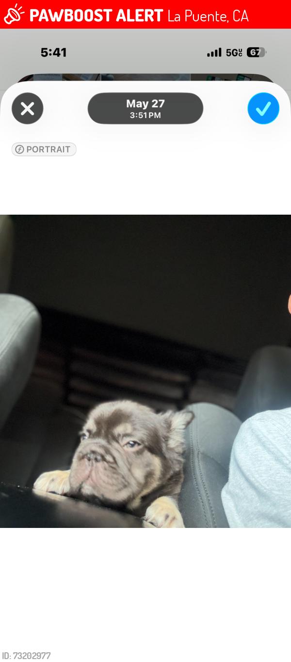 Lost Male Dog last seen Near freeway and francisquito, La Puente, CA 91746
