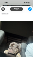 Lost Male Dog last seen Near freeway and francisquito, La Puente, CA 91746