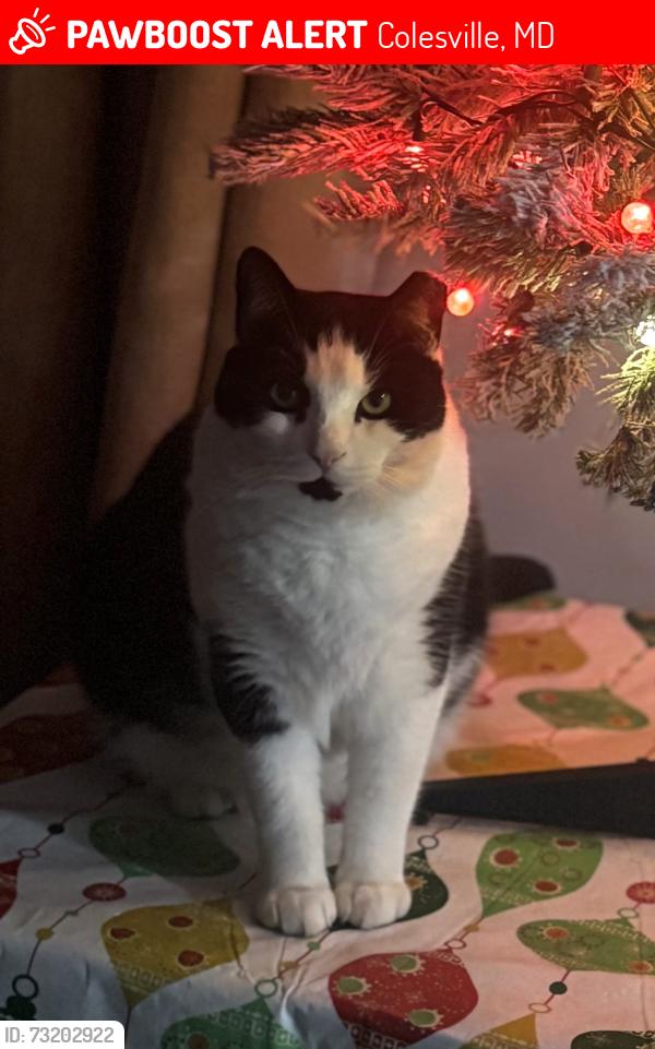 Lost Male Cat last seen E Shaw & New Hampshire Ave, Colesville, MD 20904