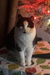 Lost Male Cat last seen E Shaw & New Hampshire Ave, Colesville, MD 20904