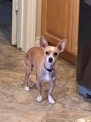 Lost Female Dog last seen cndmniums near Heil and Algonquin, Huntington Beach, CA 92649