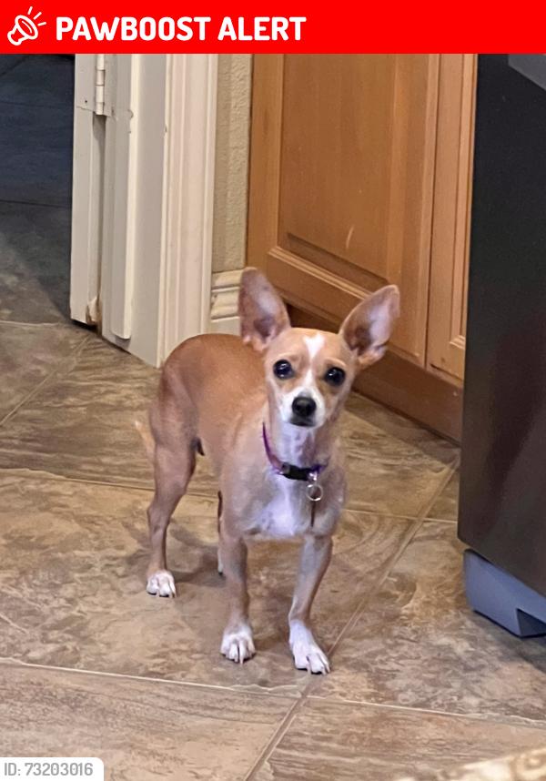 Lost Female Dog last seen cndmniums near Heil and Algonquin, Huntington Beach, CA 92649