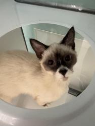 Shelter Stray Male Cat last seen , 593 Fairview Ave N, St Paul, MN 55104, USA