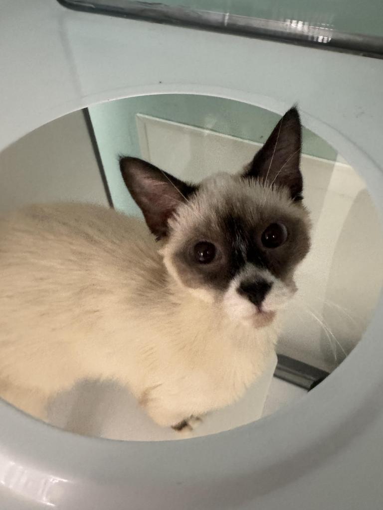 Shelter Stray Male Cat last seen , 593 Fairview Ave N, St Paul, MN 55104, USA