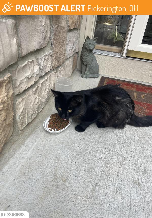 Found/Stray Unknown Cat last seen Rt 256 and Cross Creeks Ridge ( Manors at Cross Creeks) near Turnberry golf course, Pickerington, OH 43147