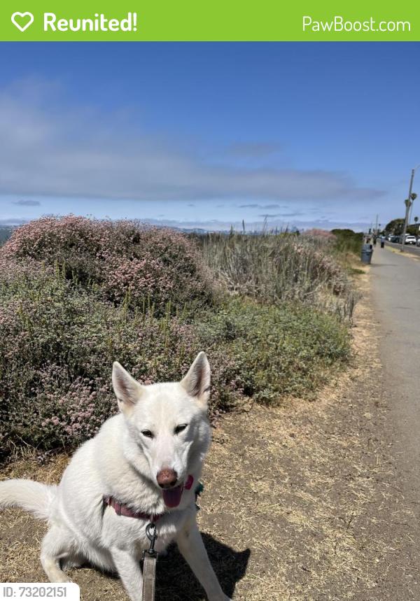 Reunited Male Dog last seen 1st Ave and International boukevard, Oakland, CA 94606
