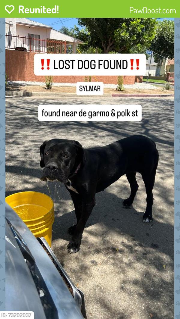 Reunited Female Dog last seen de garmo and polk st, Los Angeles, CA 91342