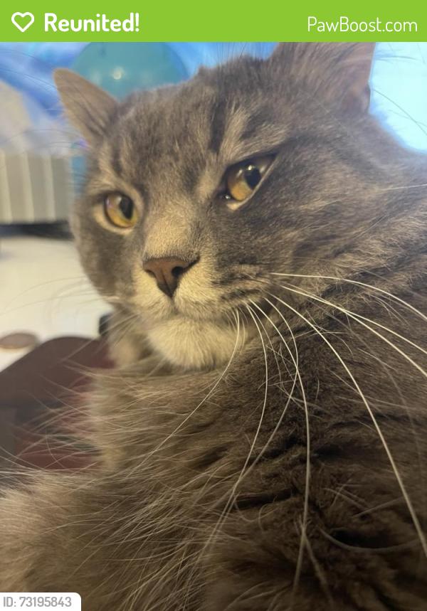 Reunited Male Cat last seen Lawrance - Victoria Park, Toronto, ON 
