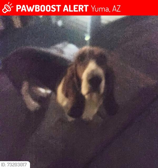 Lost Female Dog last seen Ocotillo Park, Yuma, AZ 85365